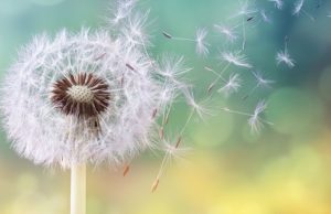 Curar problemas hepáticos con el diente de león Revista Selecciones