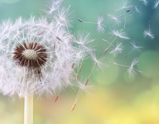 Curar problemas hepáticos con el diente de león