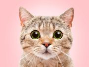 Datos curiosos para conocer -y entender- a su mascota