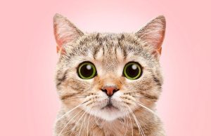 Datos curiosos para conocer -y entender- a su mascota Revista Selecciones