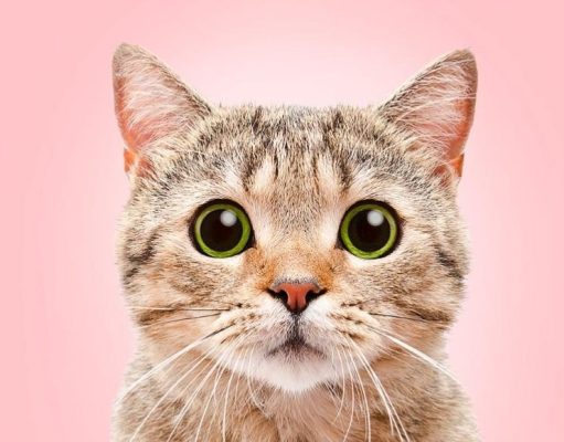 Datos curiosos para conocer -y entender- a su mascota