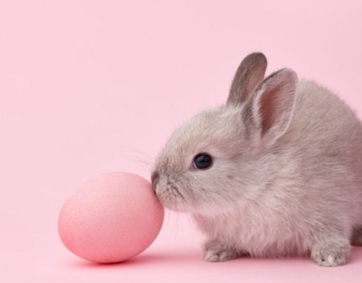 ¿Por qué comemos conejos de chocolate en Pascuas?