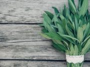 Descubra el poder medicinal de la salvia