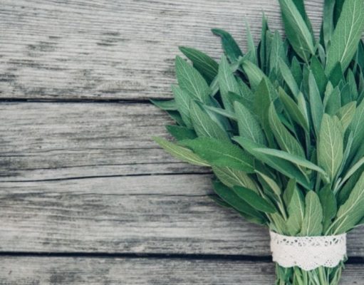 Descubra el poder medicinal de la salvia