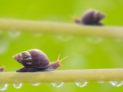 Efectivos trucos para alejar babosas y caracoles