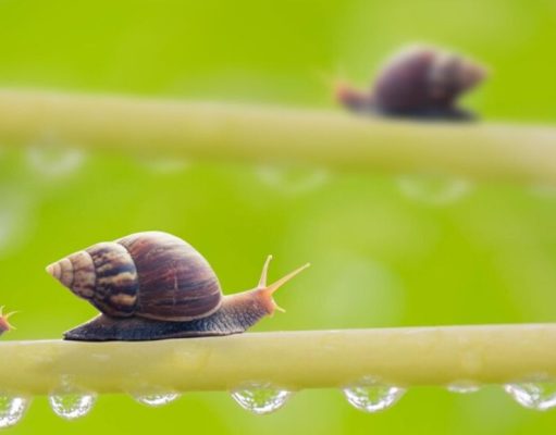 Efectivos trucos para alejar babosas y caracoles