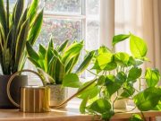 El ABC de los sustratos