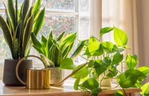 El ABC de los sustratos Revista Selecciones