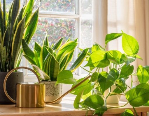 El ABC de los sustratos