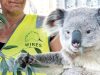 El esfuerzo por salvar a los Koalas Revista Selecciones