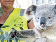 El esfuerzo por salvar a los Koalas