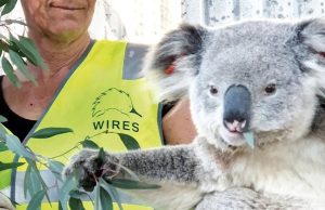 El esfuerzo por salvar a los Koalas Revista Selecciones
