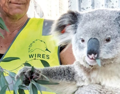 El esfuerzo por salvar a los Koalas