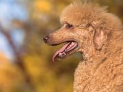 ¿Cómo surgió la raza caniche? el-incierto-origen-de-la-raza-caniche-5401-mainImage-0