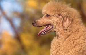 ¿Cómo surgió la raza caniche? el-incierto-origen-de-la-raza-caniche-5401-mainImage-0