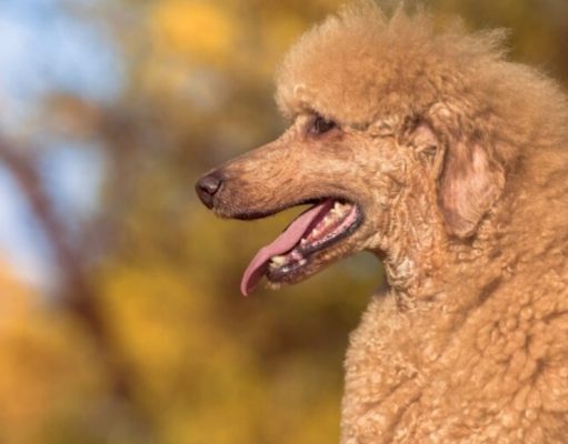 ¿Cómo surgió la raza caniche? el-incierto-origen-de-la-raza-caniche-5401-mainImage-0