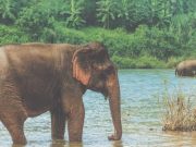 Encontrar la paz por medio de un viaje familiar y elefantes Revista Selecciones