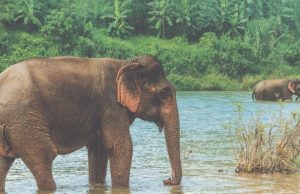 Encontrar la paz por medio de un viaje familiar y elefantes Revista Selecciones