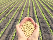 Enero de 1945: Sucedió lo impensable, la soja revolucionando la economía Argentina