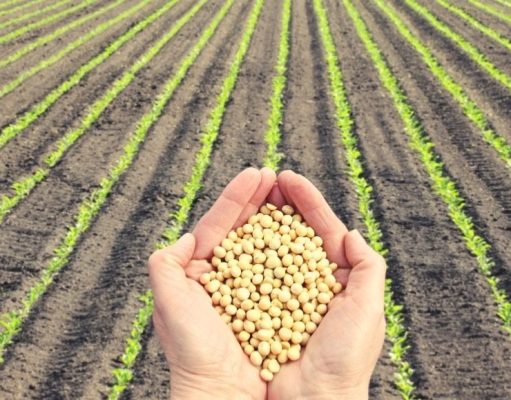 Enero de 1945: Sucedió lo impensable, la soja revolucionando la economía Argentina