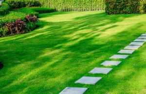 ¿Cuál es el mejor momento para plantar césped? es-la-epoca-aproveche-para-plantar-cesped-nuevo-5763-mainImage-0