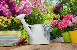 ¿Cómo cultivar plantas en espacios reducidos? Revista Selecciones