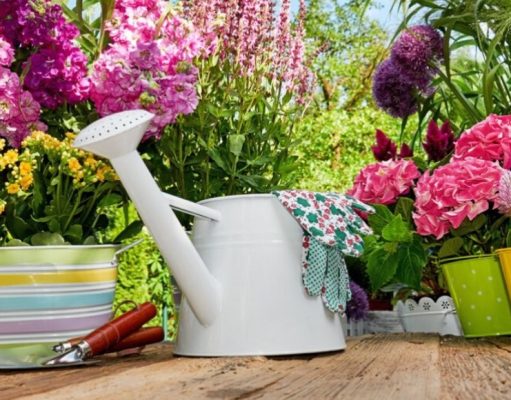 ¿Cómo cultivar plantas en espacios reducidos?