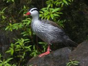 Especies únicas: Maravillas de cuatro patas o dos alas