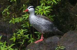 Especies únicas: Maravillas de cuatro patas o dos alas Revista Selecciones