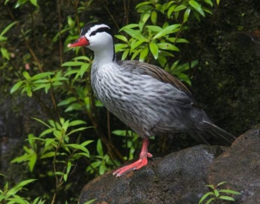 Especies únicas: Maravillas de cuatro patas o dos alas