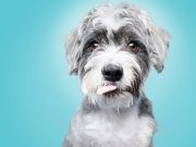 Estas son 14 “conversaciones” que quiere tener su mascota con usted