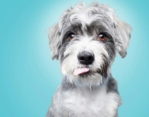 Estas son 14 “conversaciones” que quiere tener su mascota con usted