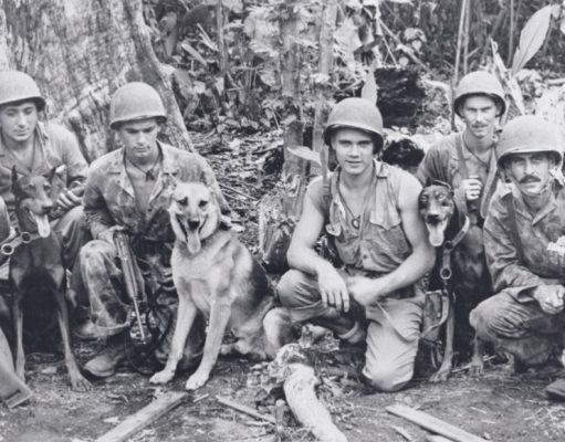 Estos perros lucharon codo a codo con el ejército estadounidense