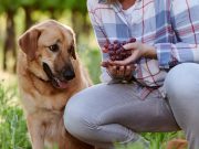 Estos son los alimentos que nunca debe dar a su perro