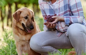 Estos son los alimentos que nunca debe dar a su perro Revista Selecciones