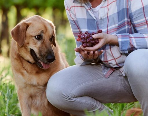 Estos son los alimentos que nunca debe dar a su perro