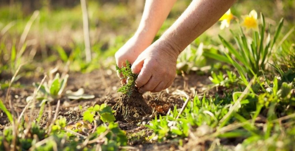 Guía Rápida Para Acabar Con La Maleza En El Jardín - Selecciones