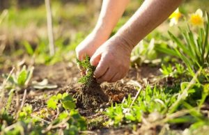 Guía rápida para acabar con la maleza en el jardín Revista Selecciones