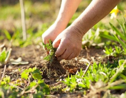 Guía rápida para acabar con la maleza en el jardín