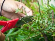 Haga esquejes en un santiamén