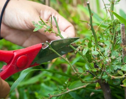 Haga esquejes en un santiamén