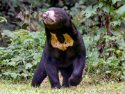 Historias cortas: Papá Oso