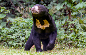 Historias cortas: Papá Oso Revista Selecciones