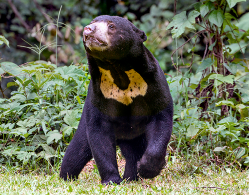 Historias cortas: Papá Oso