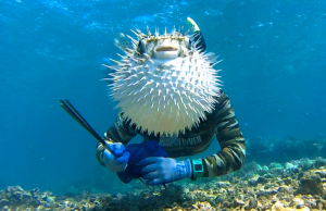 Humor gráfico: los animales más graciosos Revista Selecciones