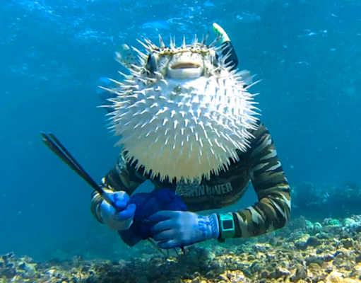 Humor gráfico: los animales más graciosos