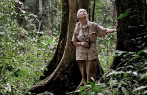 Jane Goodall y sus razones para sentirse optimista Revista Selecciones