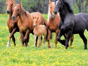 La aventura de retratar caballos salvajes