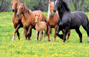 La aventura de retratar caballos salvajes Revista Selecciones