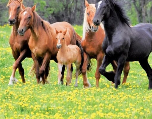 La aventura de retratar caballos salvajes